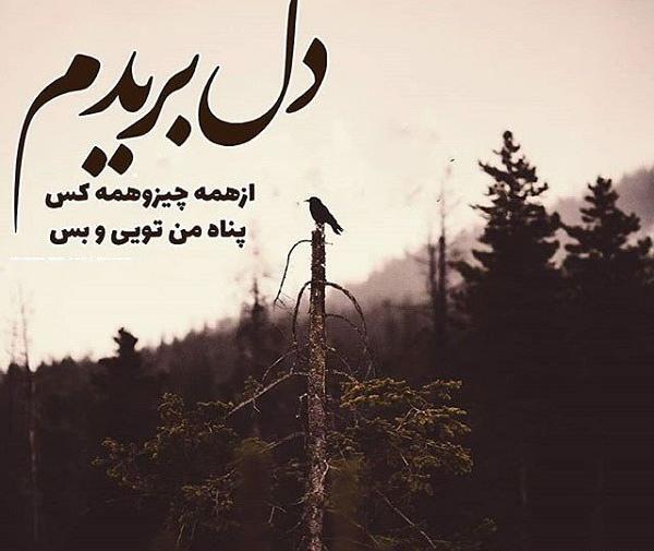 عکس نوشته خدا تنها امیدم تویی