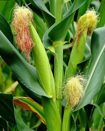 عکس بوته ی ذرت