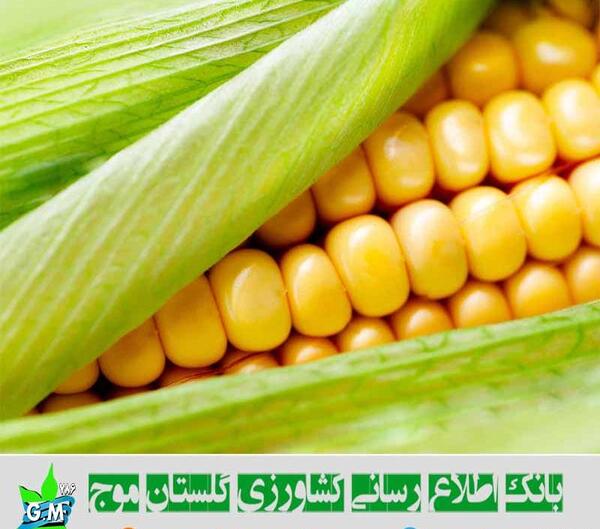 عکس بوته ی ذرت