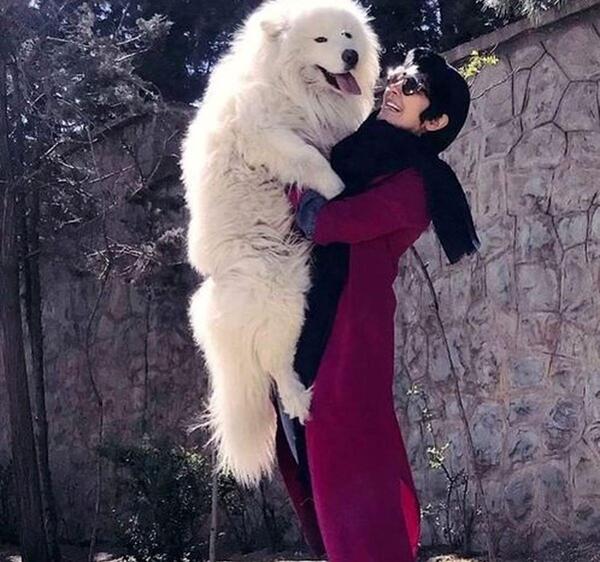 عکس سگ غول