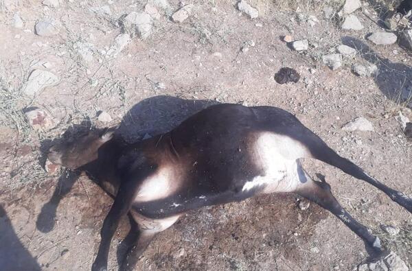 عکس گاو تلف شده