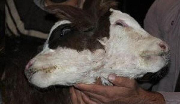 عکس گاو تلف شده