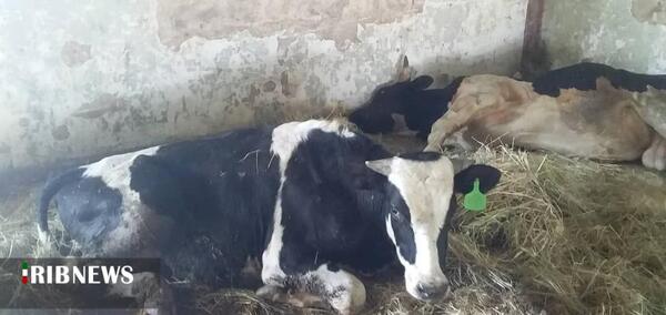 عکس گاو تلف شده