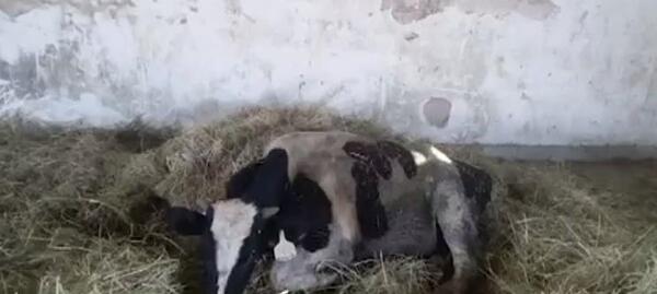عکس گاو تلف شده