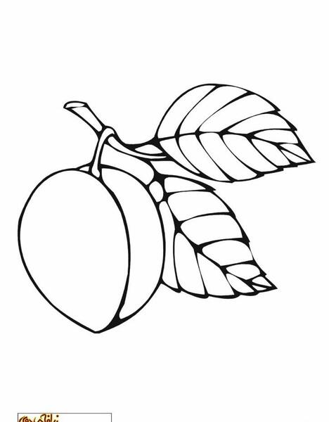 عکس نقاشی میوه