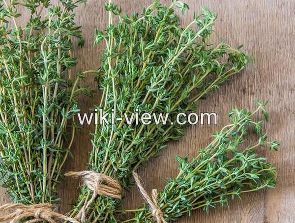 عکس آویشن و خواص آن