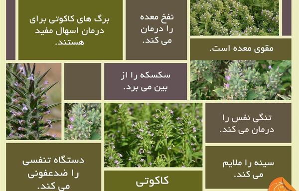 عکس آویشن و خواص آن