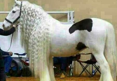 عکس اسب صورتی واقعی