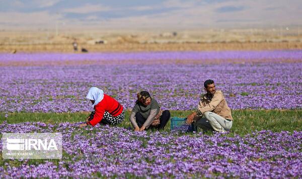 عکس زعفران خراسان شمالی