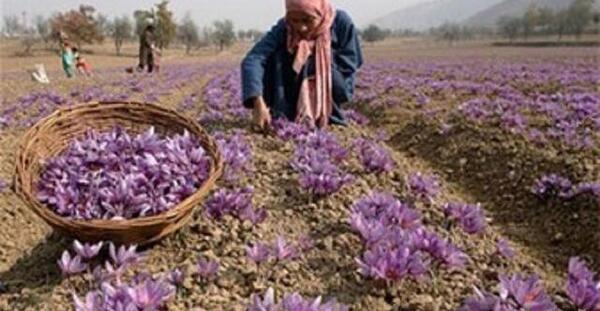 عکس زعفران خراسان شمالی