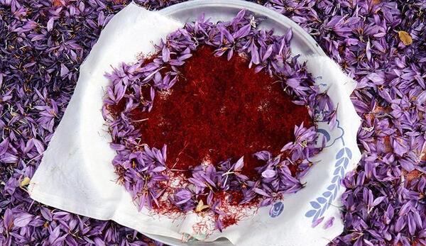 عکس زعفران خراسان شمالی
