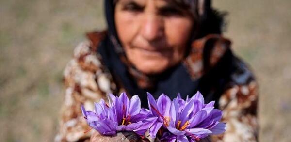 عکس زعفران خراسان شمالی