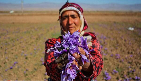 عکس زعفران خراسان شمالی