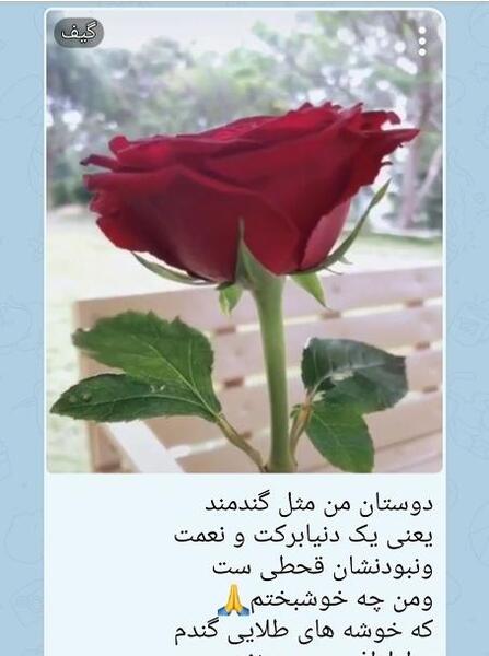 عکس گل تقدیم به شما