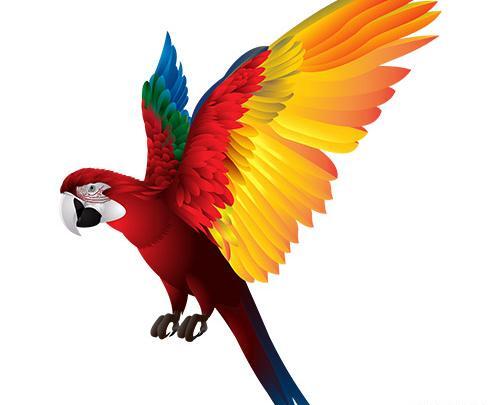 عکس کارتون طوطی