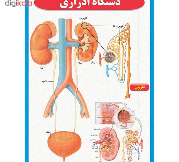 عکس آناتومی داخلی بدن انسان کلیه