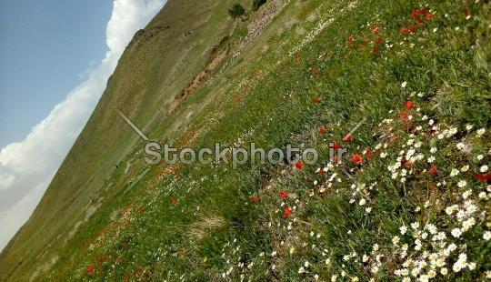 عکس طبیعت زیبای روستای