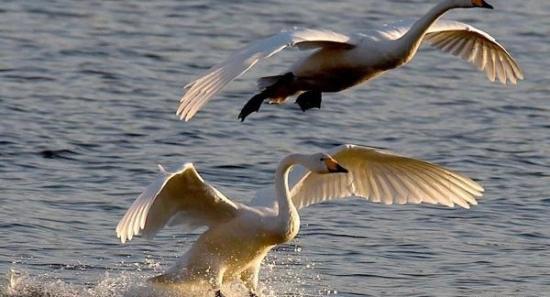 عکس زیبای قوها