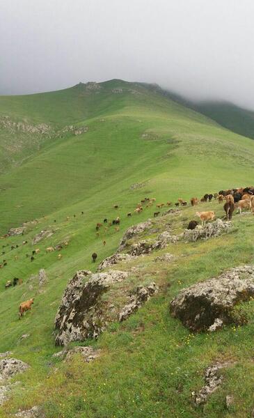 عکس روستای عربشاه خان