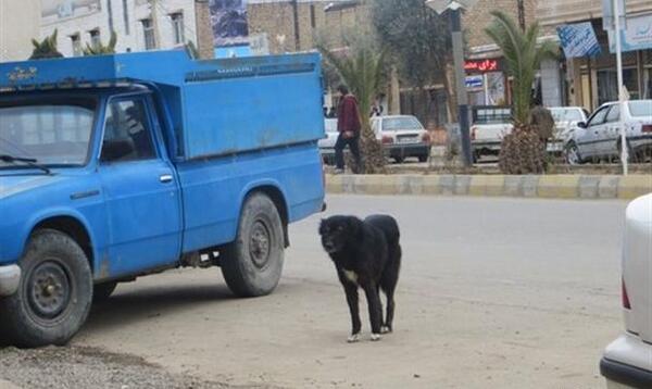 عکس شهر طارم