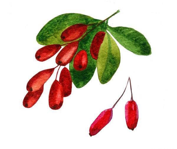 عکس گرافیکی زرشک