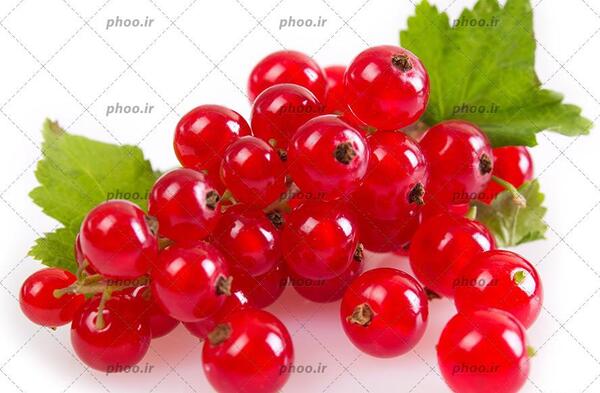 عکس گرافیکی زرشک