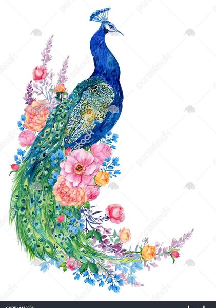 عکس نقاشی طاووس