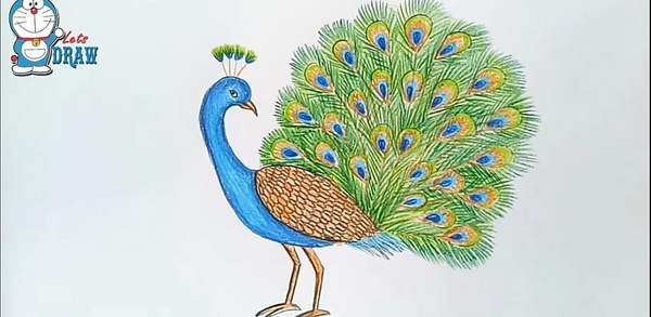 عکس نقاشی طاووس