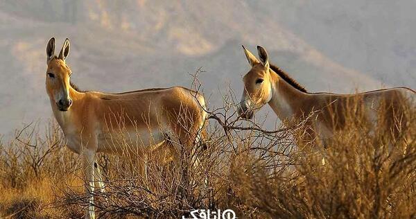 عکس جاهای دیدنی نی ریز