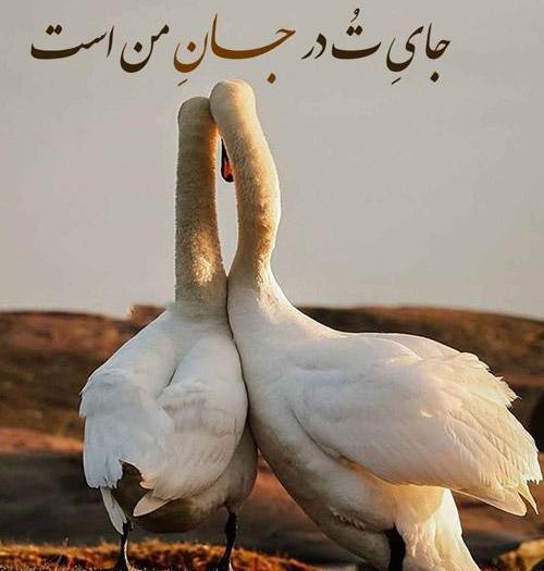 عکس نوشته قو