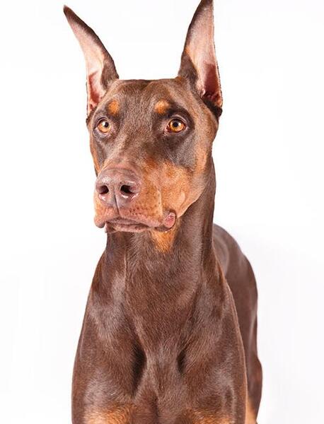 عکس سگ دوبرمن امریکایی