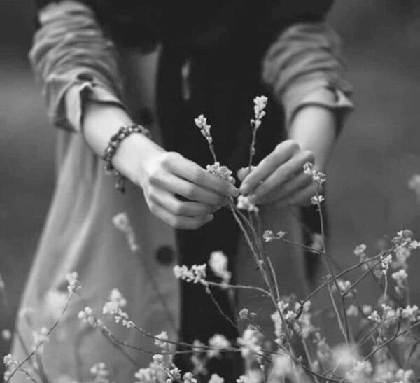 عکس گل سفید برای پروفایل
