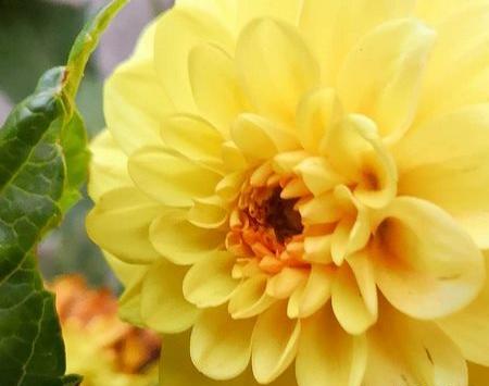 عکس گل سفید برای پروفایل