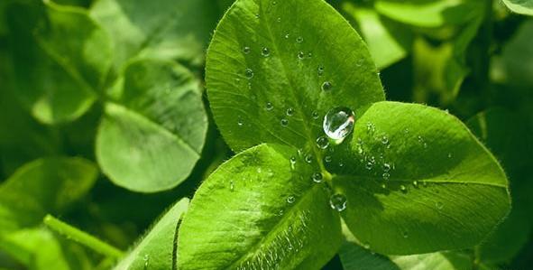 عکس گیاه دارویی یونجه