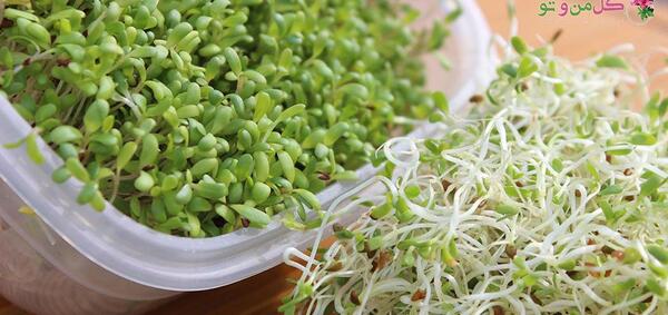 عکس گیاه دارویی یونجه