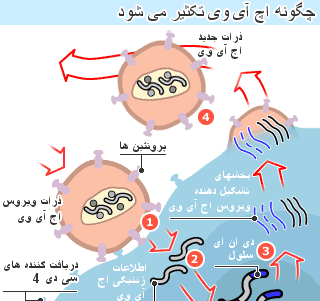 عکس ویروس اچ ای وی
