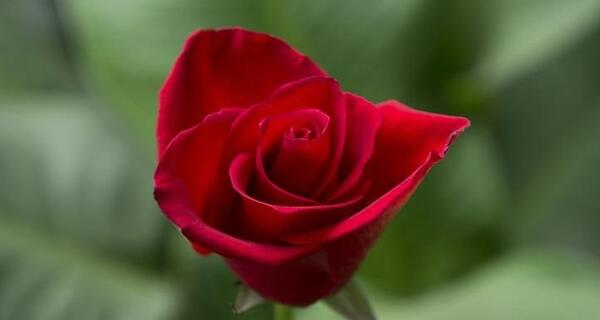 عکس گل های سرخ زیبا