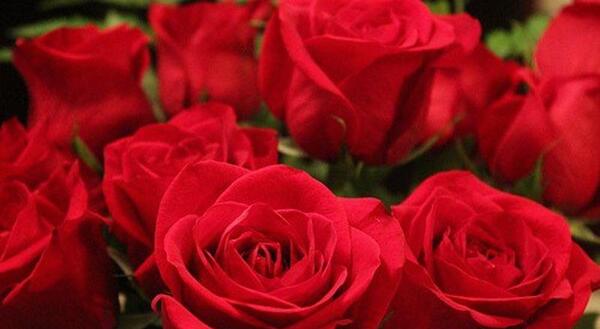 عکس گل های سرخ زیبا
