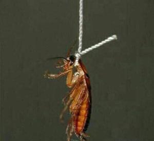 عکس حمله سوسک