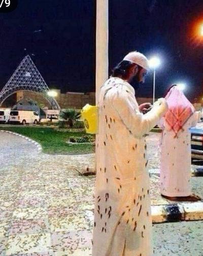 عکس حمله سوسک