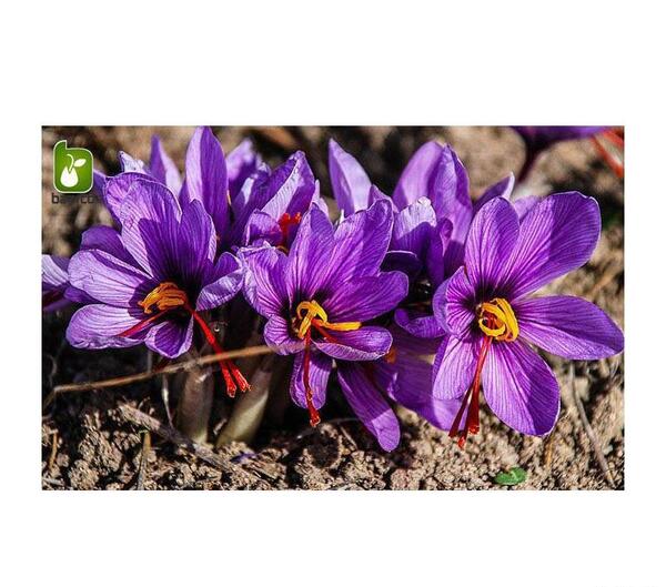 عکس زعفران زینتی