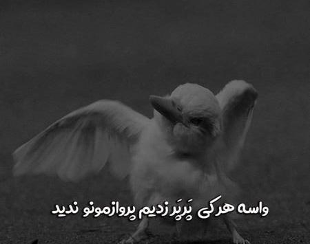 عکس شعرلاتی