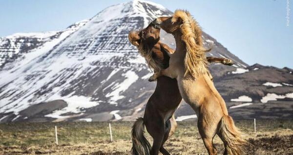عکس اسب های وحشی در طبیعت