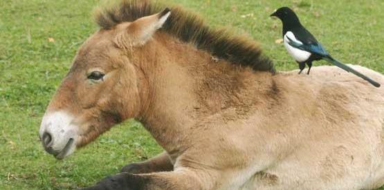 عکس اسب های وحشی در طبیعت
