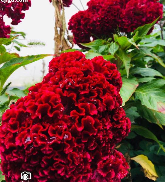 عکس منظره طبیعی گل