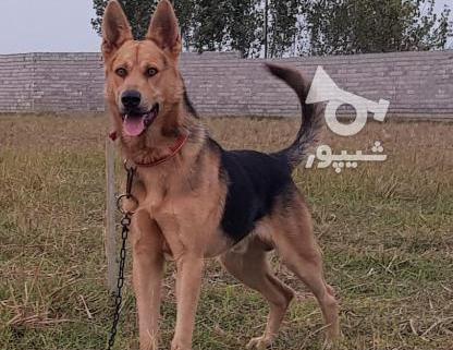 عکس سگ ژرمن کار