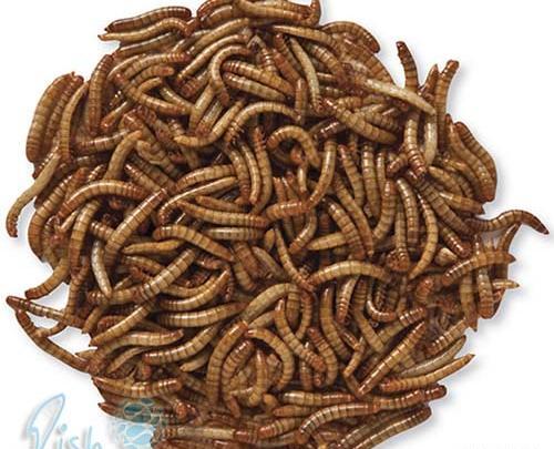 عکس سوسک و کرم