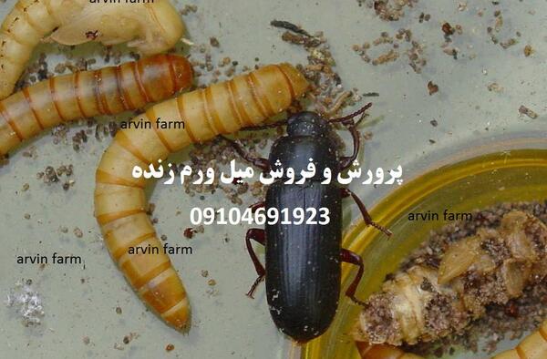 عکس سوسک و کرم