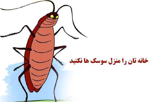 عکس نقاشی سوسک برای کودکان