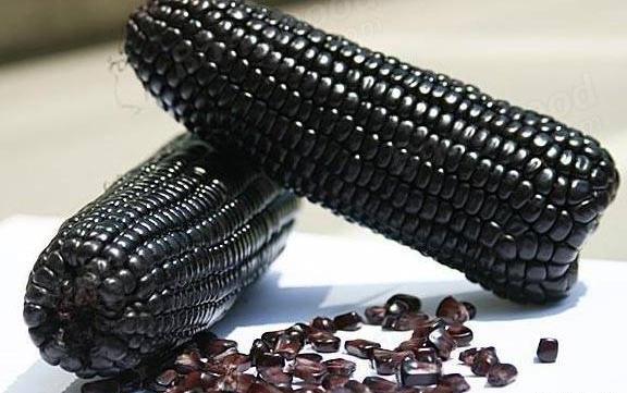 عکس مراحل کاشت ذرت